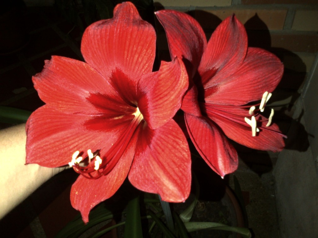 Foto de Maturin, Venezuela