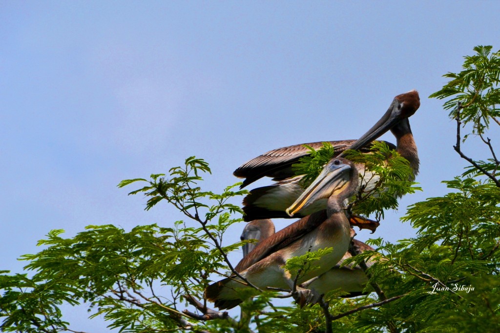 Foto: PELÍCANO - Puntarenas, Costa Rica