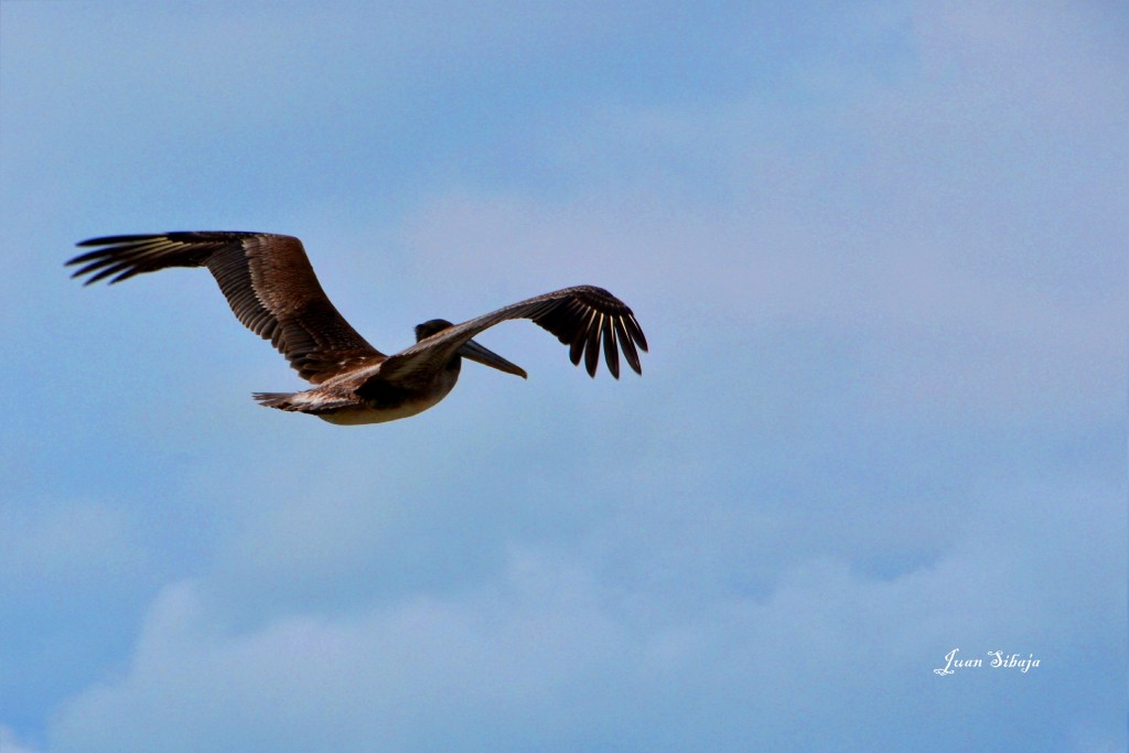 Foto: PELÍCANO - Puntarenas, Costa Rica