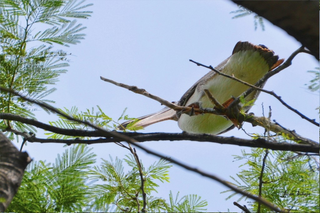 Foto: Pelícano - Puntarenas, Costa Rica