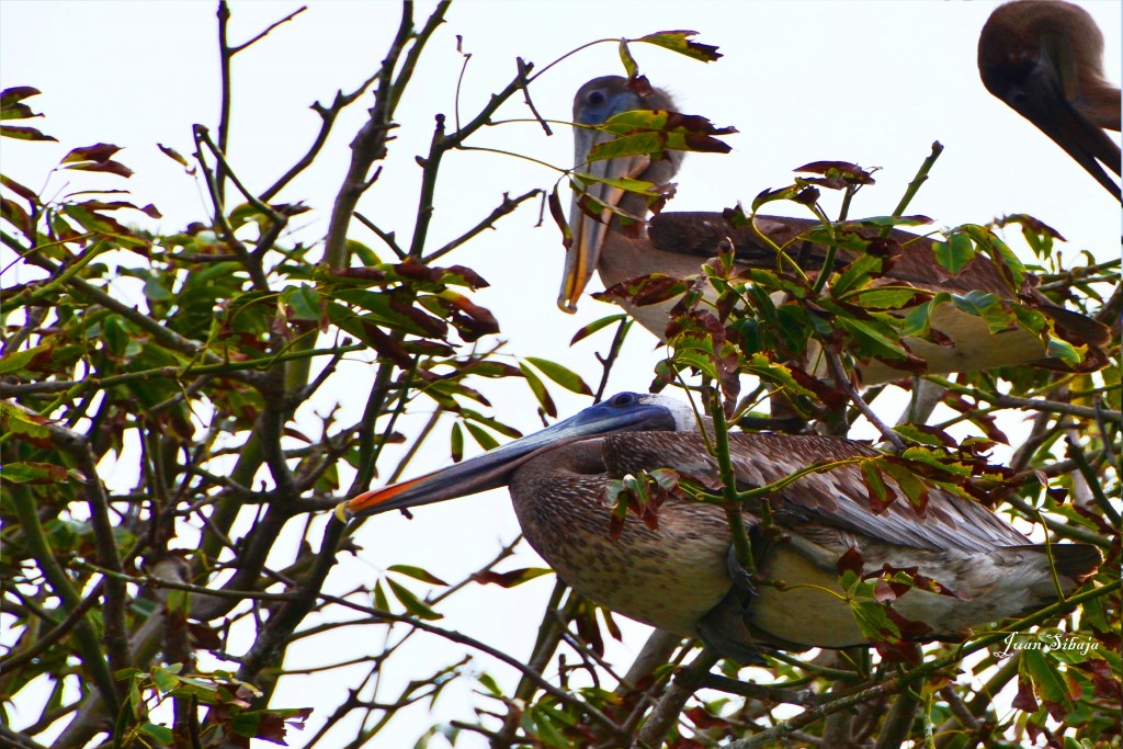Foto: Pelícano - Puntarenas, Costa Rica