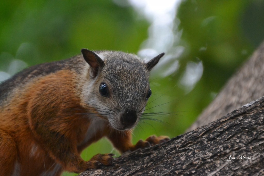 Foto: ARDILLA - Heredia, Costa Rica