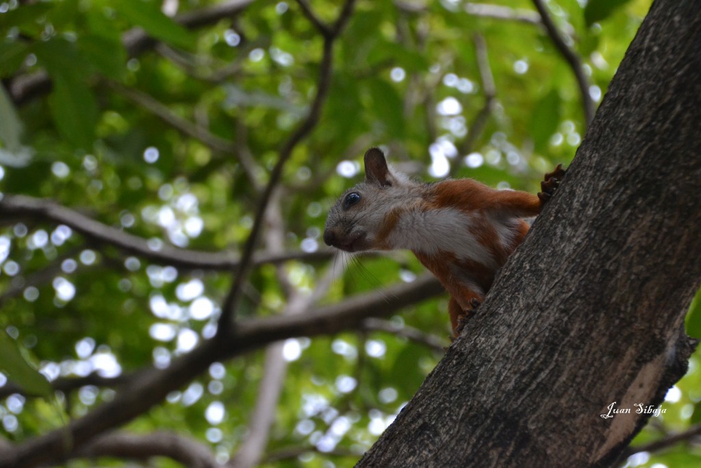 Foto: ARDILLA - Heredia, Costa Rica