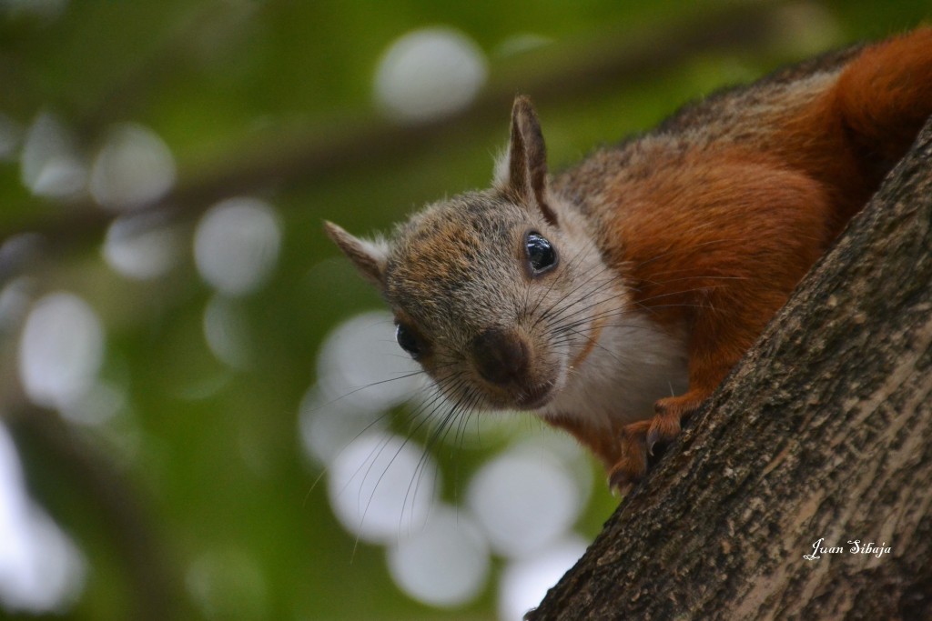Foto: ARDILLA - Heredia, Costa Rica