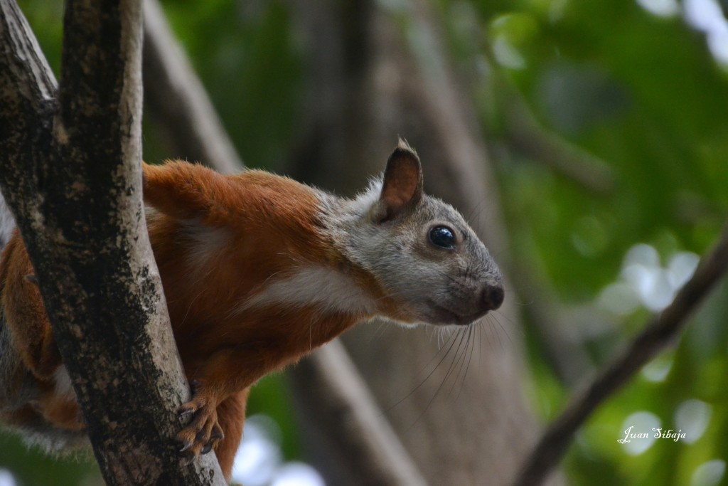 Foto: ARDILLA - Heredia, Costa Rica