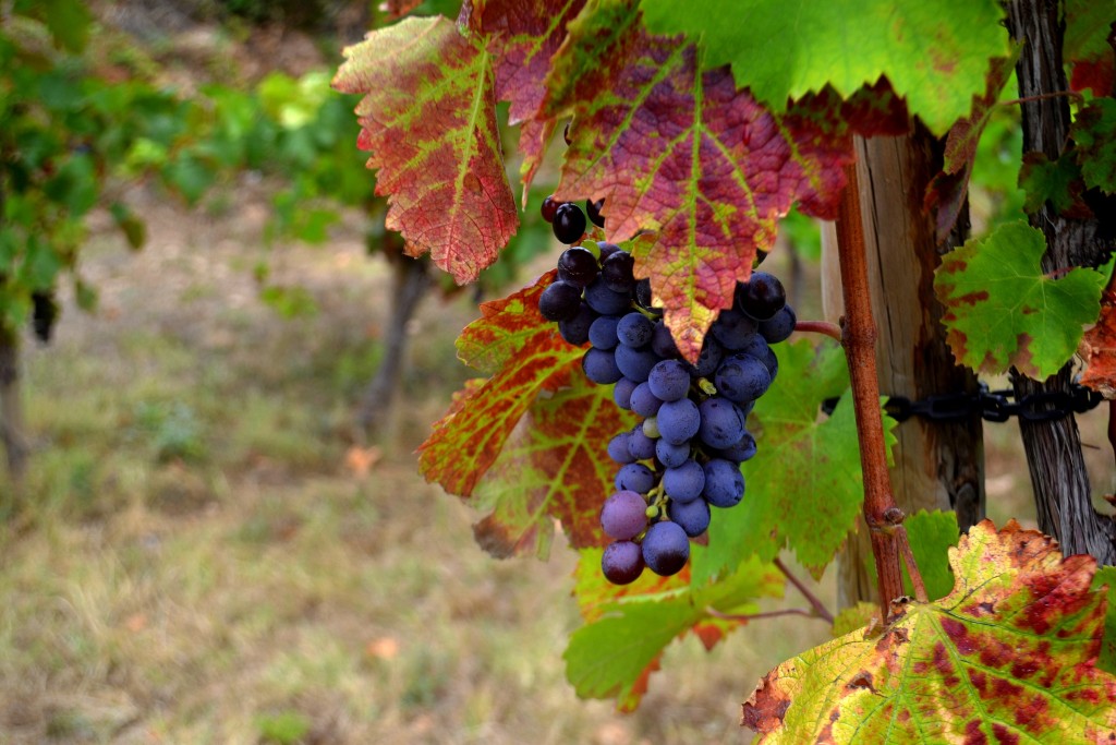 Foto: Raïm Sumoll - Fontrubí (Barcelona), España