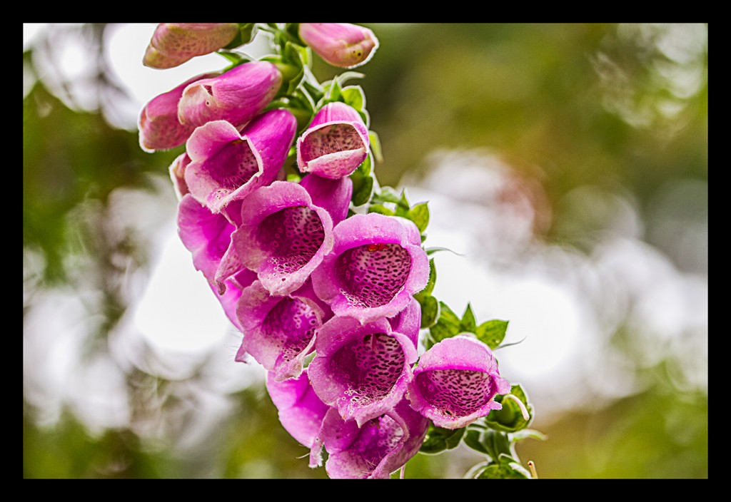 Foto: Jardines de Inverewe - Escocia (Scotland), El Reino Unido