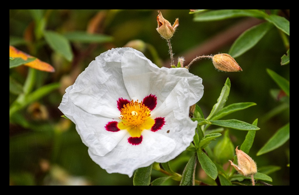 Foto: Jardines de Inverewe - Escocia (Scotland), El Reino Unido