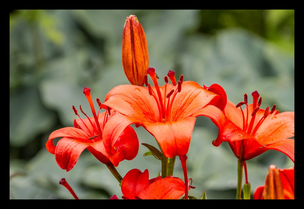 Foto: Jardines de Inverewe - Escocia (Scotland), El Reino Unido