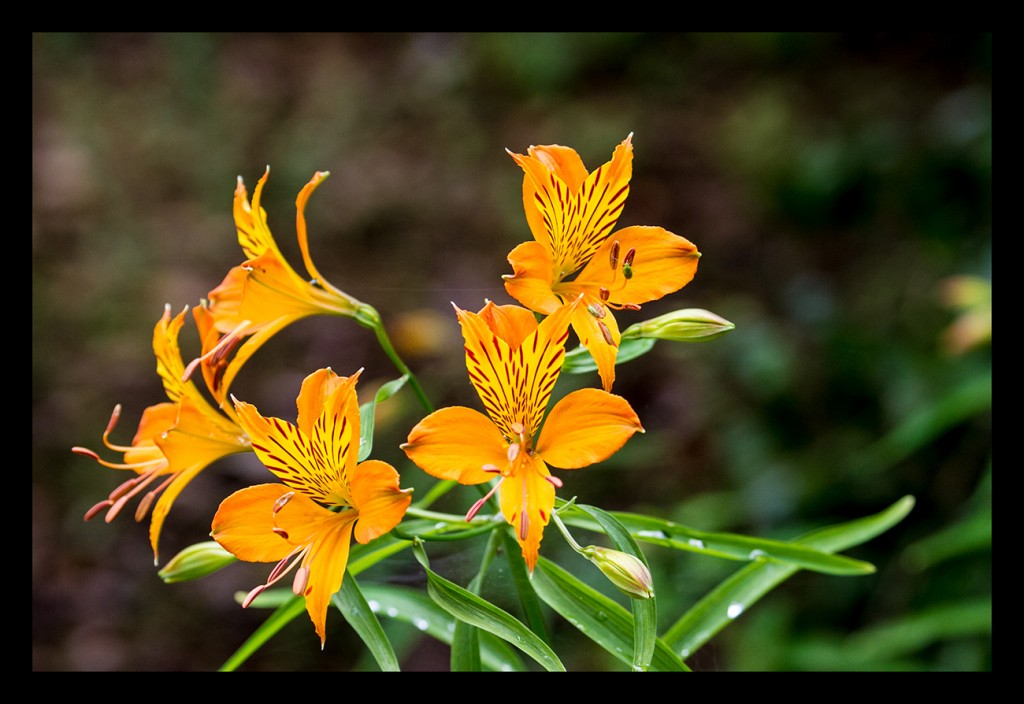Foto: Jardines de Inverewe - Escocia (Scotland), El Reino Unido