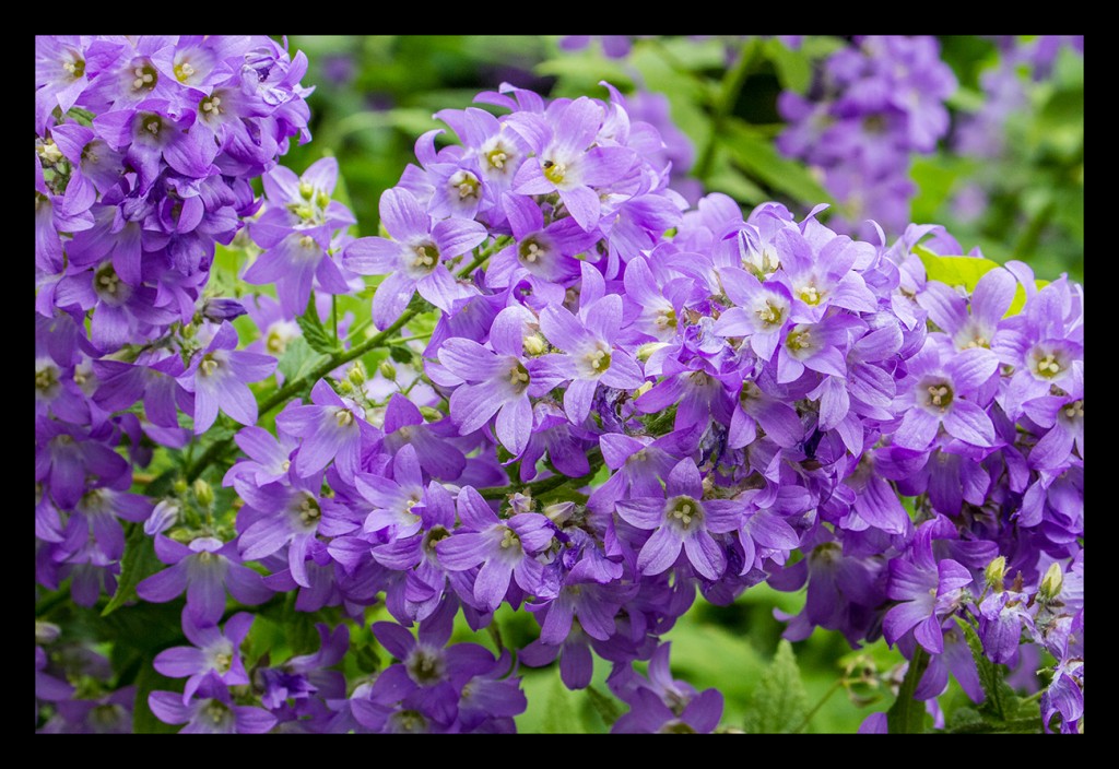 Foto: Jardines de Inverewe - Escocia (Scotland), El Reino Unido