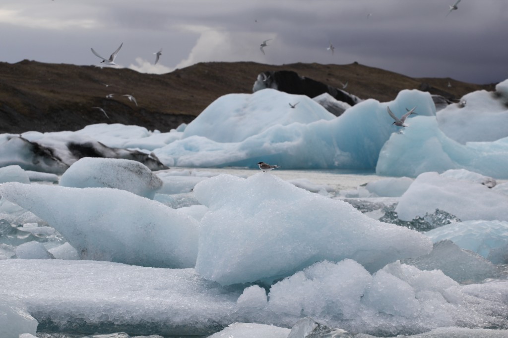 Foto de Jökulsárlon (South), Islandia