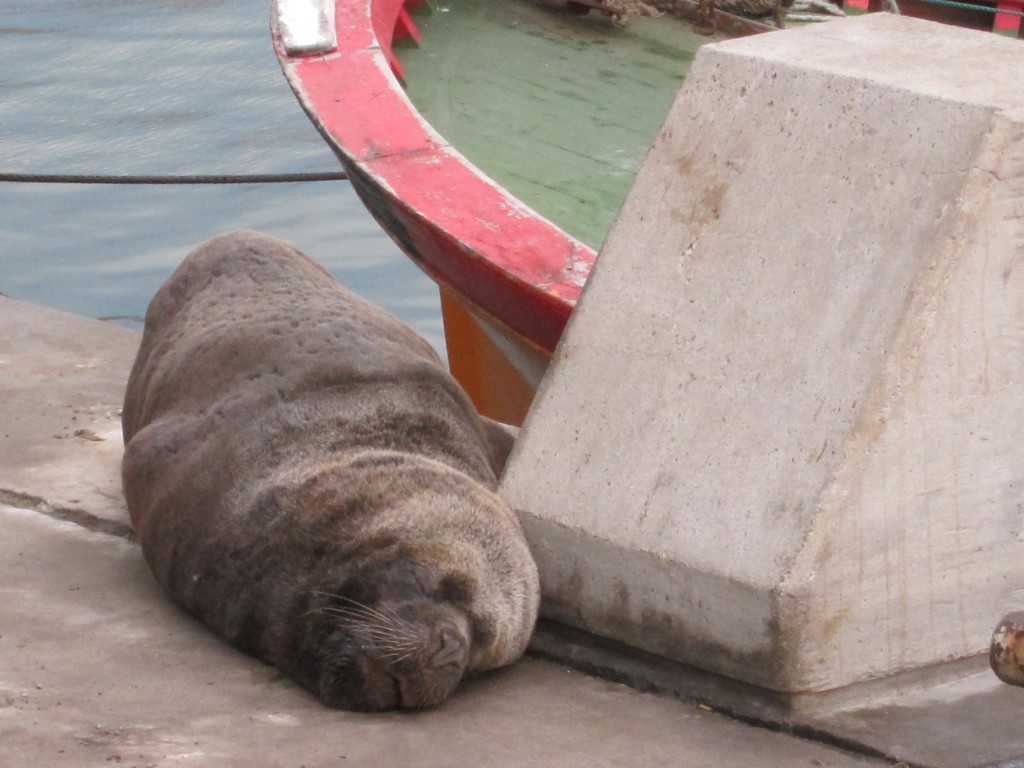 Foto: Puerto - Mar del Plata (Buenos Aires), Argentina