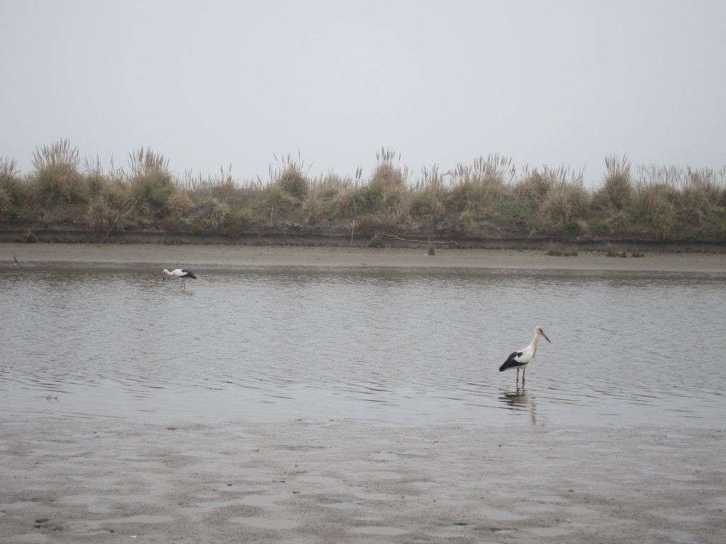 Foto de Mar Chiquita (Buenos Aires), Argentina