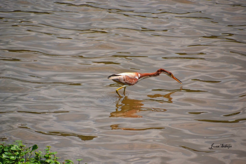 Foto: Grulla - Alajuela, Costa Rica