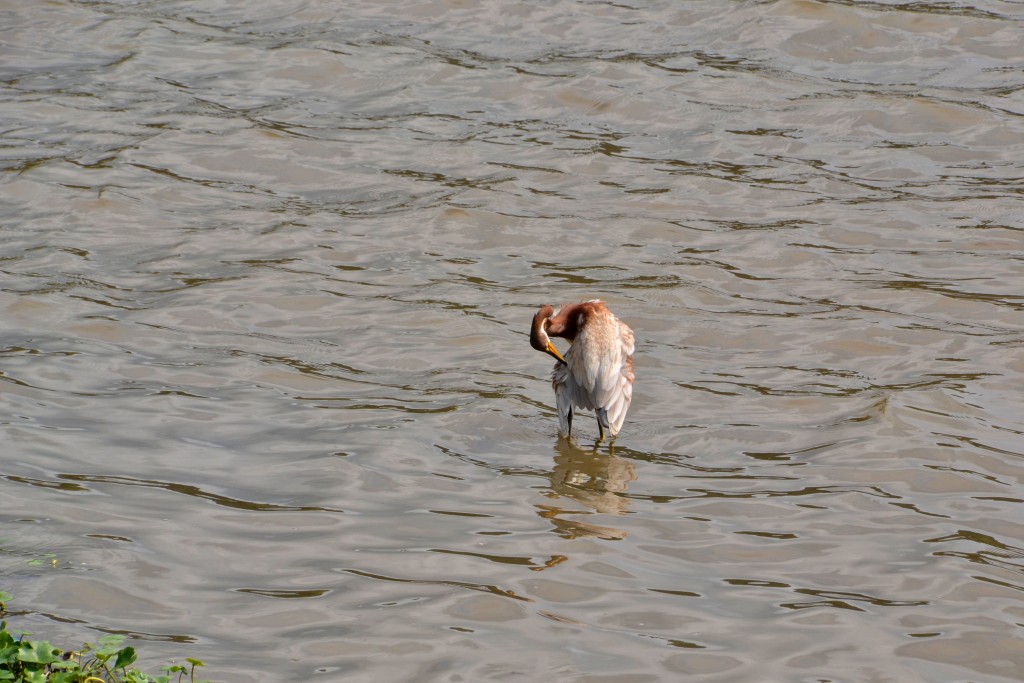 Foto de Cebadilla (Alajuela), Costa Rica