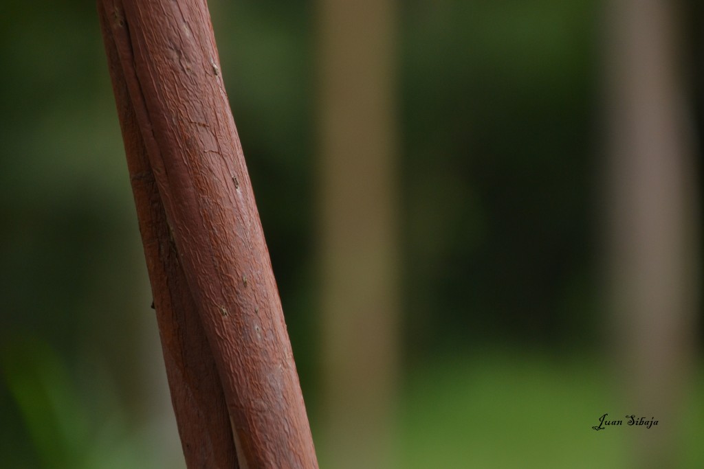 Foto de Cebadilla (Alajuela), Costa Rica