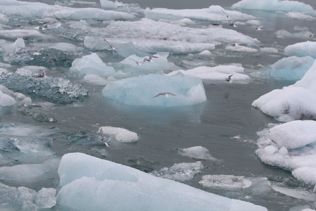 Foto de Jökulsárlon (South), Islandia