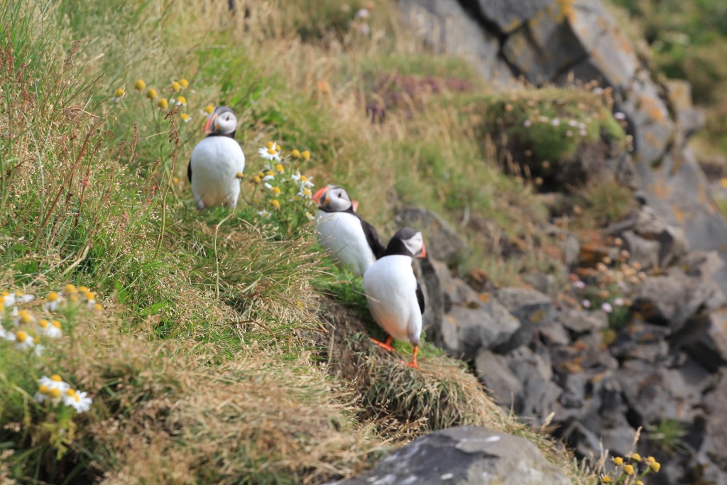 Foto de Dyrhólaey (South), Islandia