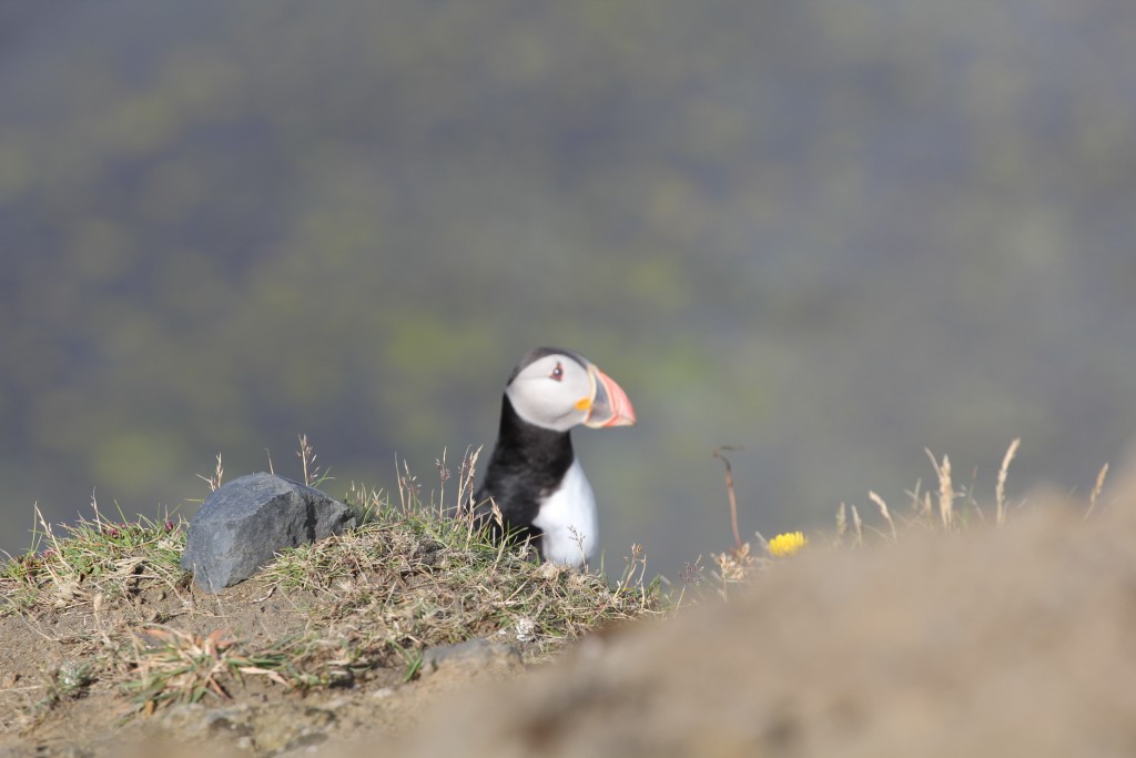 Foto de Dyrhólaey (South), Islandia