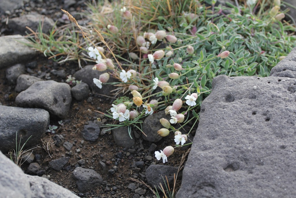 Foto de Kópasker (Northeast), Islandia