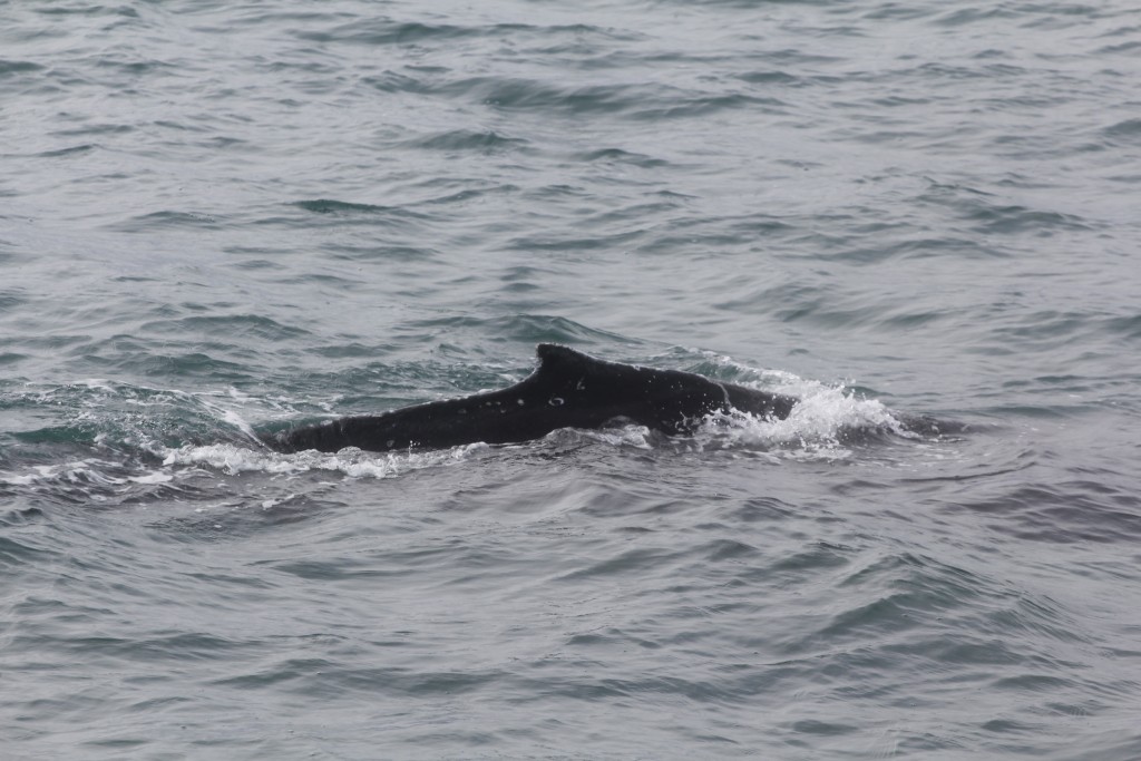 Foto de Húsavík, Islandia