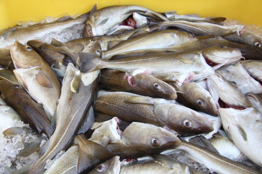 Foto de Stykkishólmur, Islandia