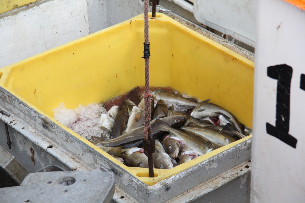 Foto de Stykkishólmur, Islandia