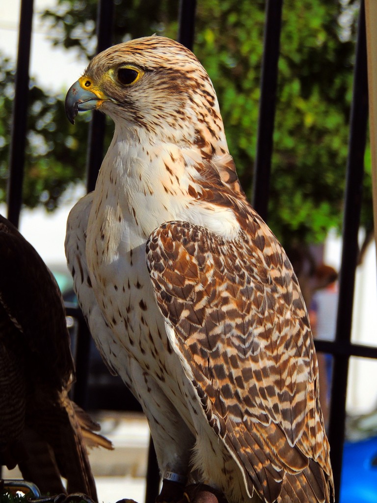Foto de Arcos de la Frontera (Cádiz), España
