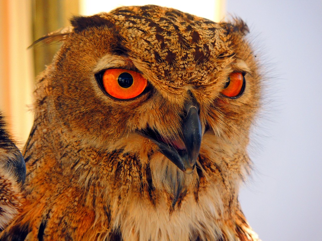 Foto de Arcos de la Frontera (Cádiz), España