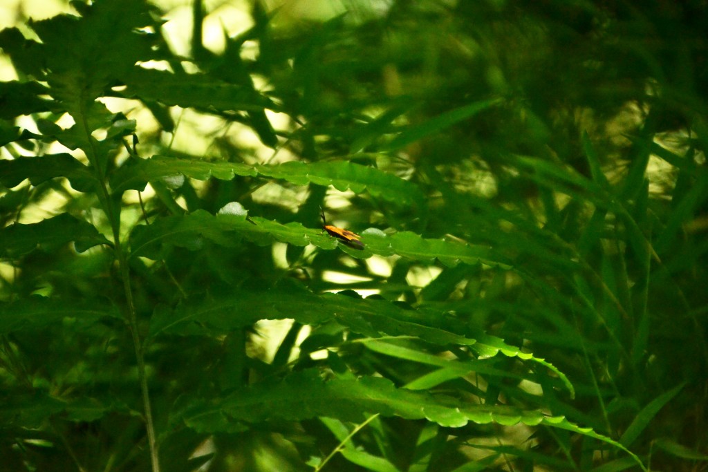 Foto: Freddo Leche Tours - Poasito (Alajuela), Costa Rica
