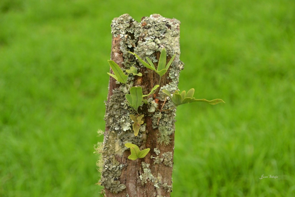 Foto: Freddo Leche Tours - Poasito (Alajuela), Costa Rica