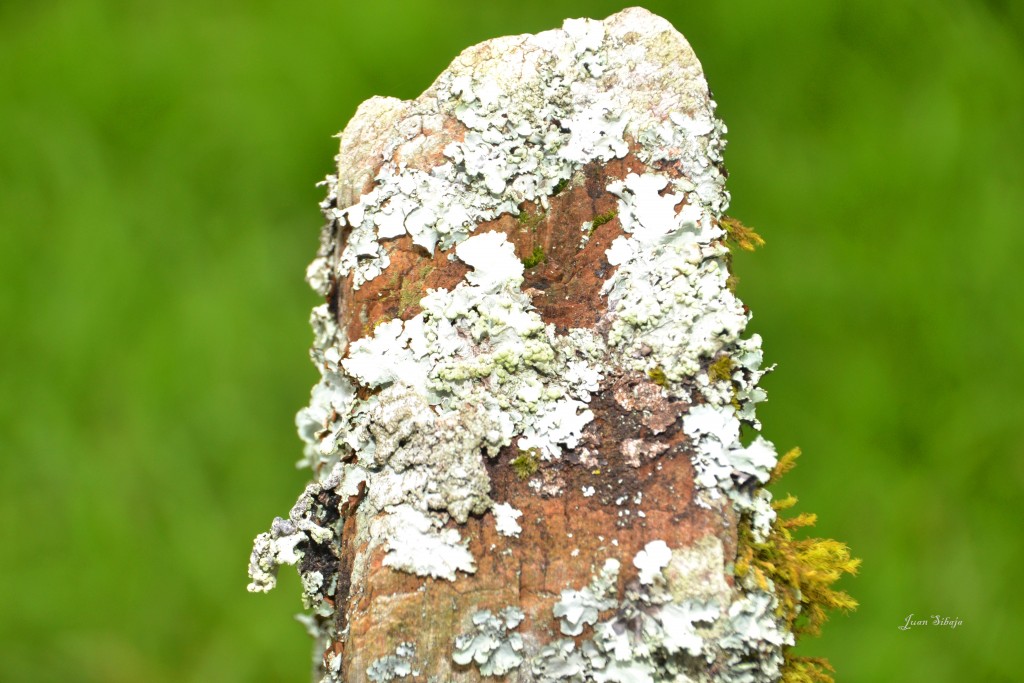 Foto: Freddo Leche Tours - Poasito (Alajuela), Costa Rica