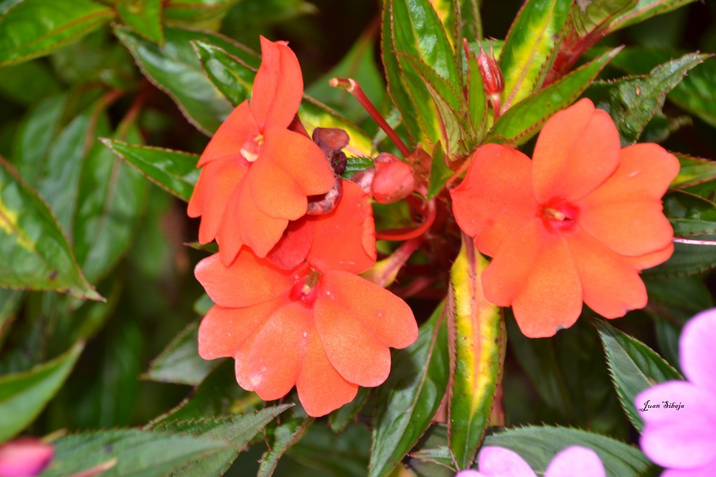 Foto: Freddo Leche Tours - Poasito (Alajuela), Costa Rica