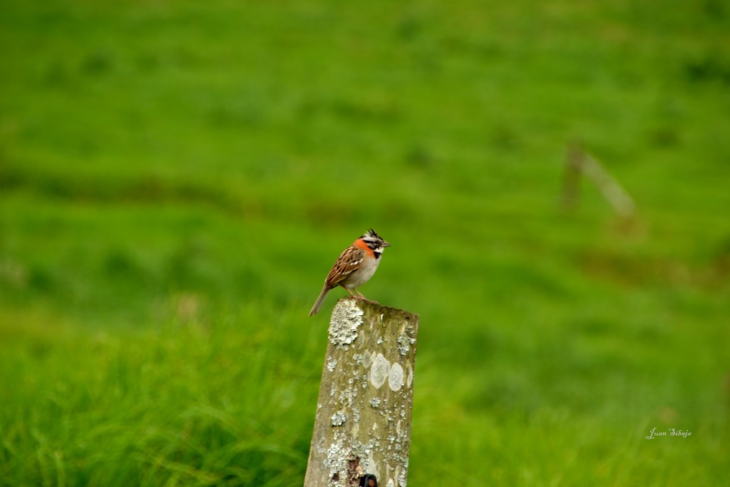Foto: Freddo Leche Tours - Poasito (Alajuela), Costa Rica