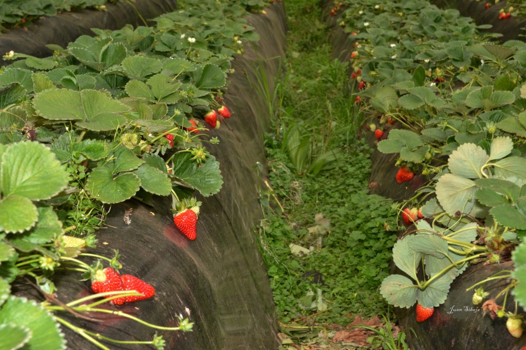 Foto: Freddo Leche Tours - Poasito (Alajuela), Costa Rica