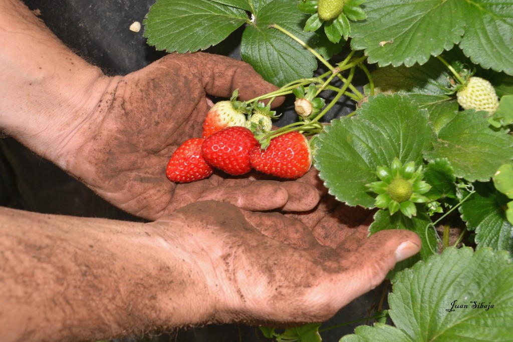 Foto: Freddo Leche Tours - Poasito (Alajuela), Costa Rica