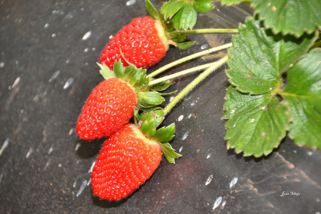 Foto: Freddo Leche Tours - Poasito (Alajuela), Costa Rica