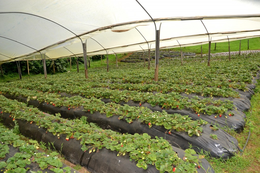 Foto: Freddo Leche Tours - Poasito (Alajuela), Costa Rica