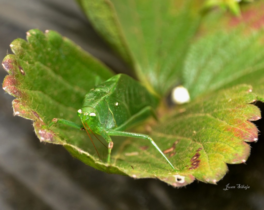 Foto: Freddo Leche Tours - Poasito (Alajuela), Costa Rica