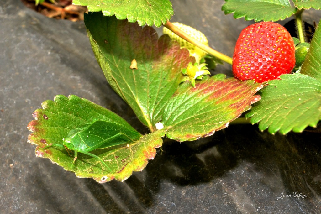 Foto: Freddo Leche Tours - Poasito (Alajuela), Costa Rica