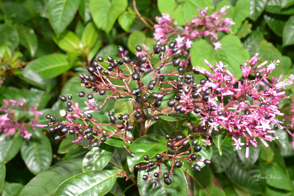 Foto: Freddo Leche Tours - Poasito (Alajuela), Costa Rica
