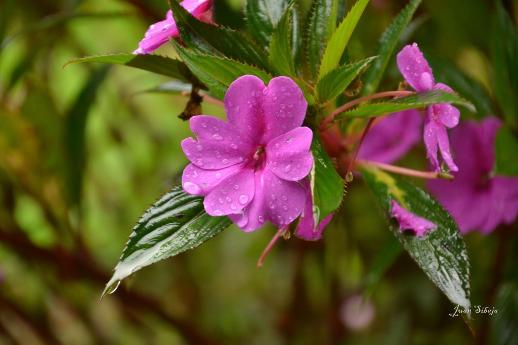 Foto: Freddo Leche Tours - Poasito (Alajuela), Costa Rica