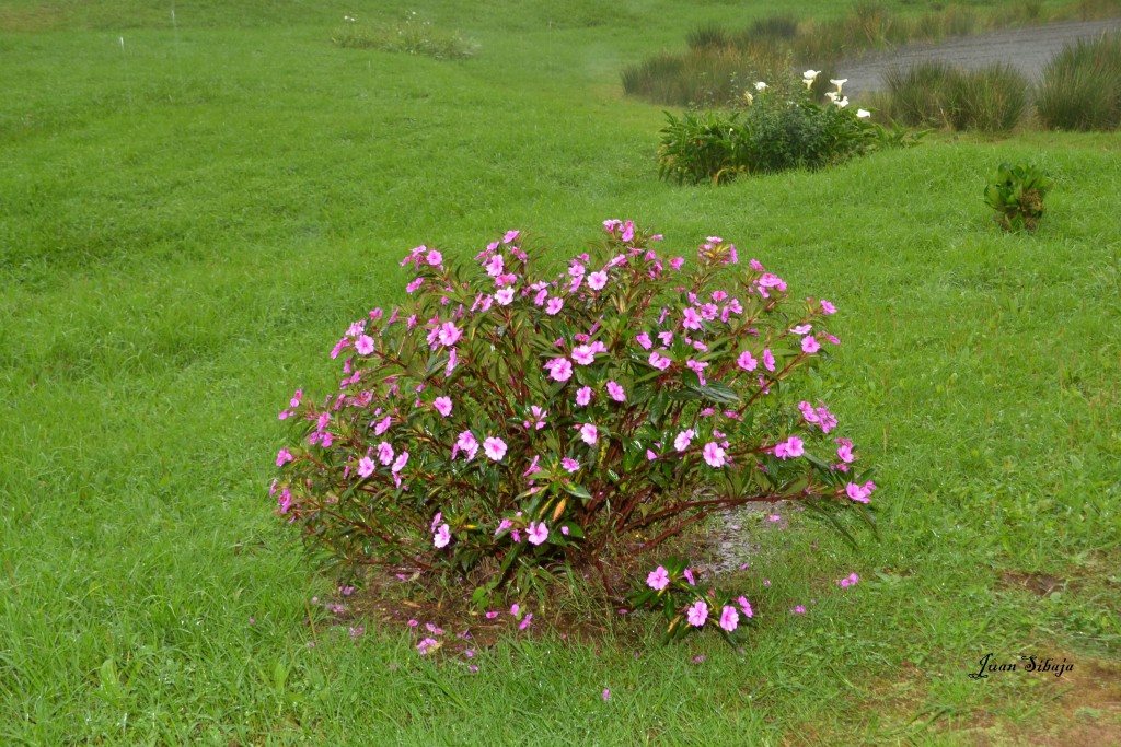 Foto: Freddo Leche Tours - Poasito (Alajuela), Costa Rica