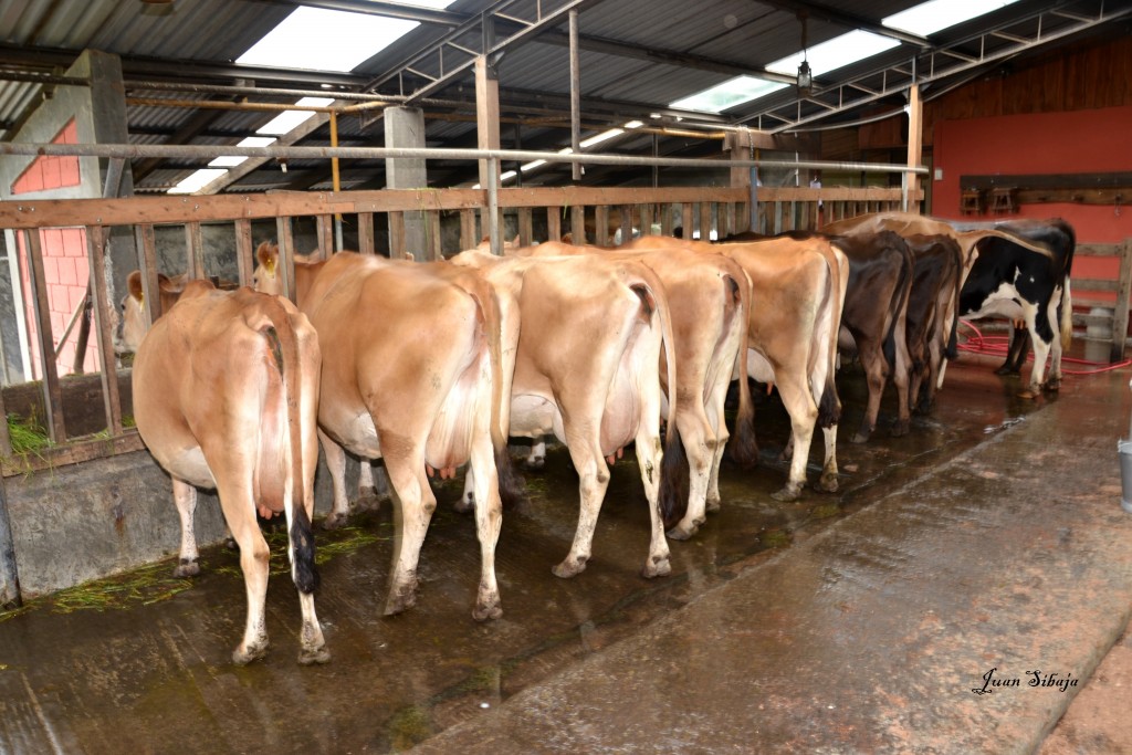 Foto: Freddo Leche Tours - Poasito (Alajuela), Costa Rica