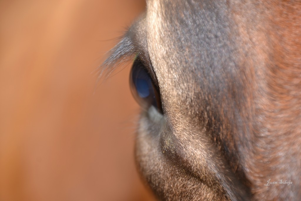 Foto: Freddo Leche Tours - Poasito (Alajuela), Costa Rica