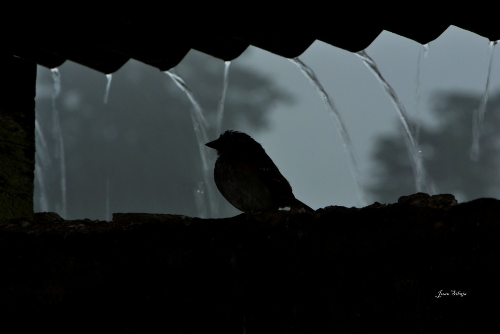Foto: Freddo Leche Tours - Poasito (Alajuela), Costa Rica