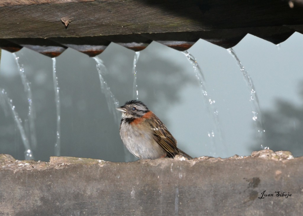 Foto: Freddo Leche Tours - Poasito (Alajuela), Costa Rica