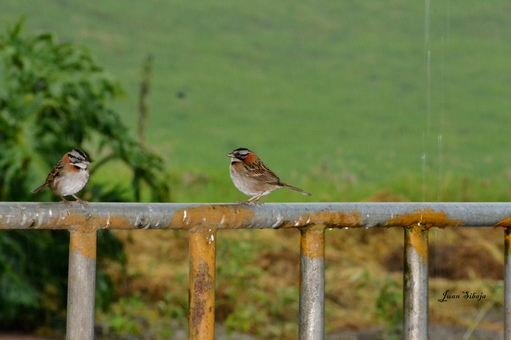 Foto: Freddo Leche Tours - Poasito (Alajuela), Costa Rica