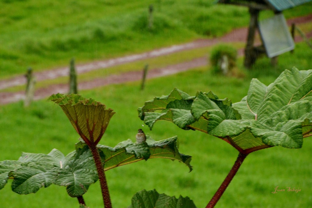 Foto: Freddo Leche Tours - Poasito (Alajuela), Costa Rica